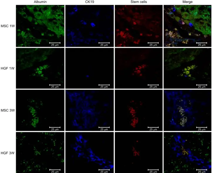 Fig. 8. Transplanted donor cell engraftment to the recipient liver and differentiation into the hepatocytes