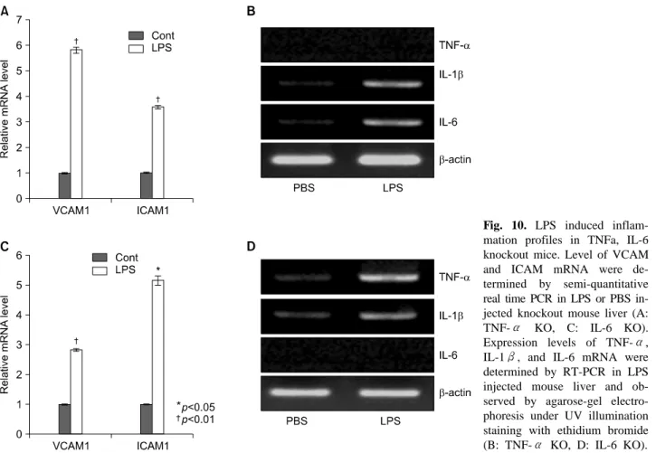 Fig. 10. LPS induced inflam- inflam-mation profiles in TNFa, IL-6  knockout mice. Level of VCAM and ICAM mRNA were  de-termined by semi-quantitative  real time PCR in LPS or PBS  in-jected knockout mouse liver (A: 