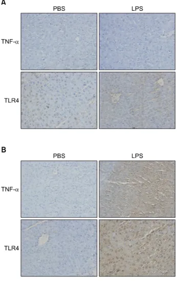 Fig. 11. In vivo effect of LPS on TNF-α and TLR4 ex- ex-pression in the liver of TNF-α (A), IL-6 (B) knockout mice.