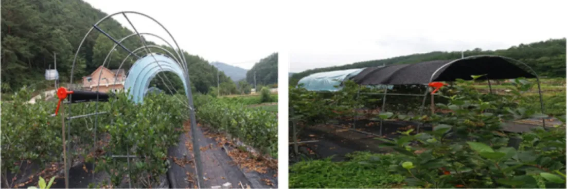 Fig. 2. Setting for shielding from Rain and sunshine at Aronia sampling points within the Danyang area in 2016.