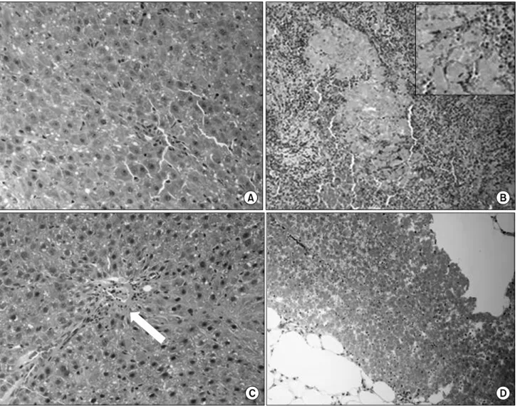 Fig.  7.  Histologic  feature  of  hepatocyte  of  each  groups  on  the  day  of  sacrifice