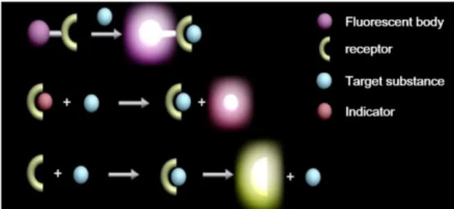 Fig. 2. (a) : Rhodamine B, (b) : Pyrene, (c) : Fluorescein, (d) : Coumarin.