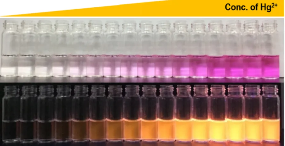 Fig. 8. Change in color (above) and fluorescence (bottom) of B in aqueous solution (C 2 H 5 OH : HEPES buffer, 50 : 50, pH 7.4) in a function of different concentration of Hg 2+ 