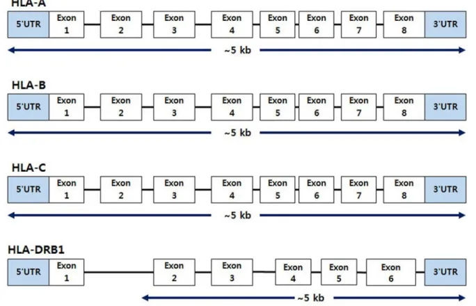 Fig. 1. Coverage of the HLA-A, -B, -C, and -DRB1 loci. 