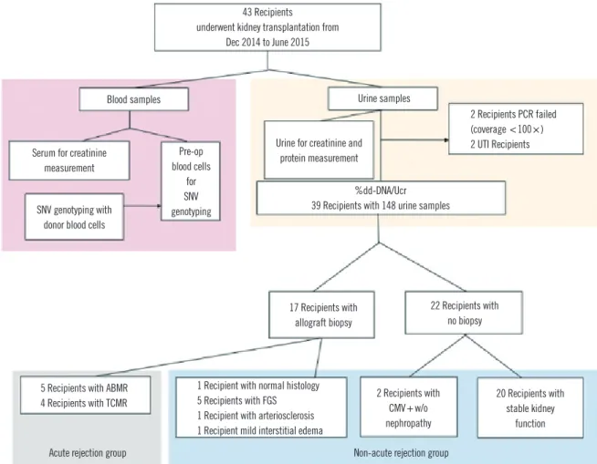 Fig. 1. Flow diagram of this study. A total of 39 recipients were evaluated for %dd-DNA/UCr