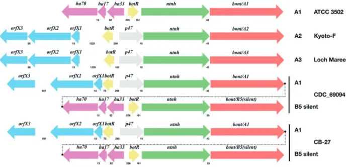 Fig. 2. The toxin gene cluster structures of CB-27 and other representative strains (subtypes A1, A2, A3, and A(B))