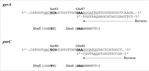 Table 1. Primer sequences and restriction enzymes for mismatched PCR-RFLP Target Primer Oligonucleotide sequence