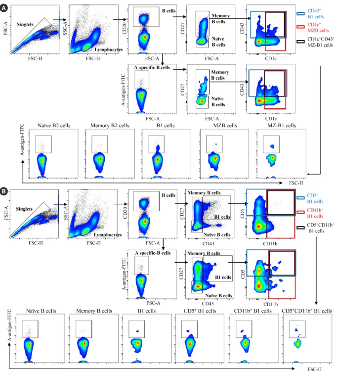 Fig. 1. Gating strategy for naïve, memory, marginal zone, B1 and marginal zone-B1 B cells and B1 subpopulations