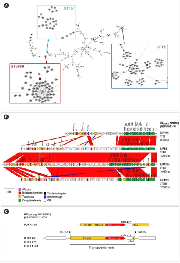 Fig. 1. Genetic relationships and plasmid structures of the four CTX-M-55-producing Esherichia coli isolates