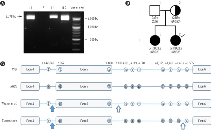 Fig. 1. Results of the genetic analysis of the proband and her family members. (A) Long-range PCR with primers located in non-Rhesus  box sequences
