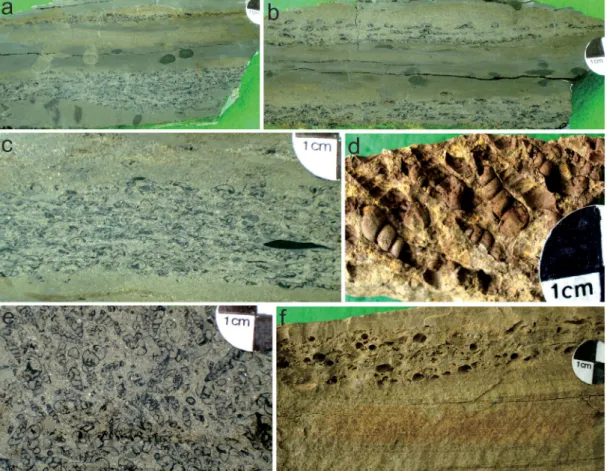 Fig. 3. Occurrences of the gastropod shell deposits I (a-e) and II (f) at Jiphyeon site