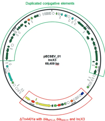 Fig. 1. Circular map of pECSEV_01 containing bla KPC-2 , bla SHV-11 , and duplicated conjugative elements