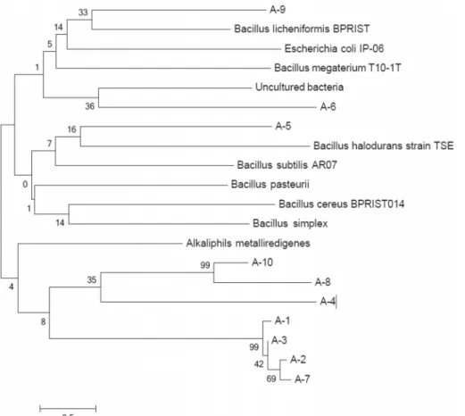 Fig.  2.  Phylogenetic  tree  of  general  cover  soil  of  a  S  landfill.