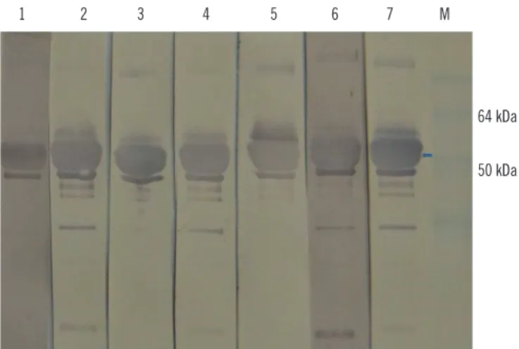Fig. 3. In–house ELISA of serum samples based on the hepatitis E virus (HEV) 110-610 C-C-419 