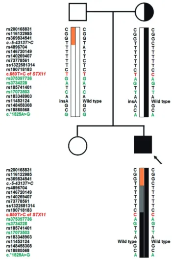 Fig. 1. Direct sequencing analysis of syntaxin 11 gene (STX11). 