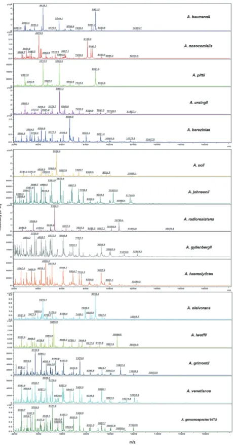 Fig. 2. Peak profiles of 15 representative Acinetobacter species generated by matrix-assisted laser desorption ionization-time of flight mass  spectrometry (MALDI-TOF MS)