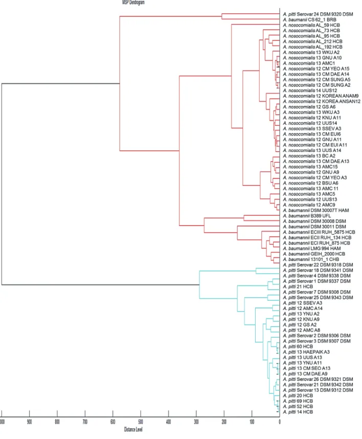 Fig. 3. Dendrogram constructed from the specific matrix-assisted laser desorption ionization-time of flight mass spectrometry (MALDI-TOF- (MALDI-TOF-MS)-generated mass spectra of A