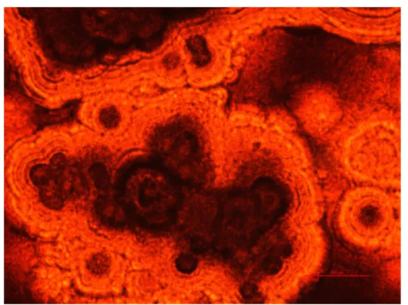Fig  3.  Spherulite  nucleus  of  pseudotachylyte-like  rocks  in  thin  section.