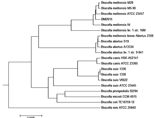 Fig. 1. Average nucleotide identity tree of Brucella melitensis. The genome tree was constructed by using BM2015 (the isolate) and related  Brucella spp.