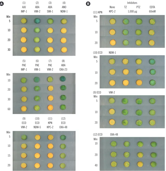 Fig. 1. Examples of disk carbapenemase tests (A) and inhibition tests (B) showing the color of the disks at indicated times