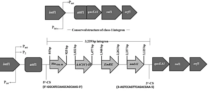 Fig. 1. Structure of the bla VIM-38 -carrying class 1 integron gene cassette in Pseudomonas aeruginosa