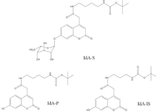 Fig. 1. The structure of substrate (IdA-S), product (IdA-P), and internal standard (IdA-IS) of α-L-iduronidase.
