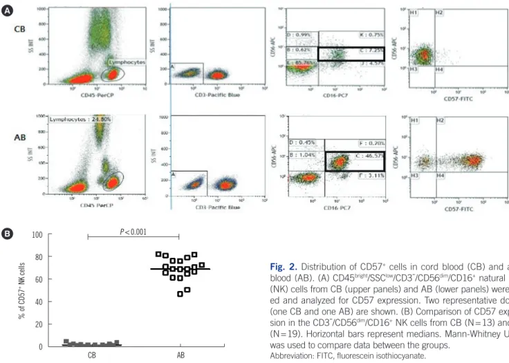 Fig. 2. Distribution of CD57 +  cells in cord blood (CB) and adult  blood (AB). (A) CD45 bright /SSC low /CD3-/CD56 dim /CD16 +  natural killer  (NK) cells from CB (upper panels) and AB (lower panels) were  gat-ed and analyzgat-ed for CD57 expression
