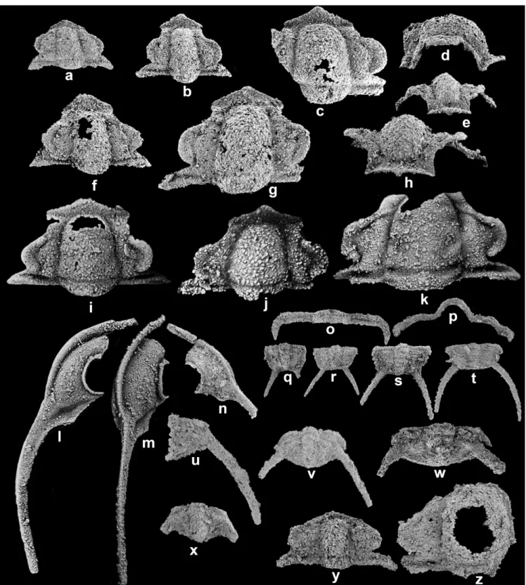 Fig. 9. (a–x) Gumunsoia triangularis gen. et sp. nov. from the Kaolishania fauna of the Sesong Formation in the Sagundari section, Tae- Tae-baeksan Basin, Korea; (a–k) cranidia; (a) SNUP6207, dorsal view; (b) SNUP6208, dorsal view; (c–e) SNUP6209, dorsal, 
