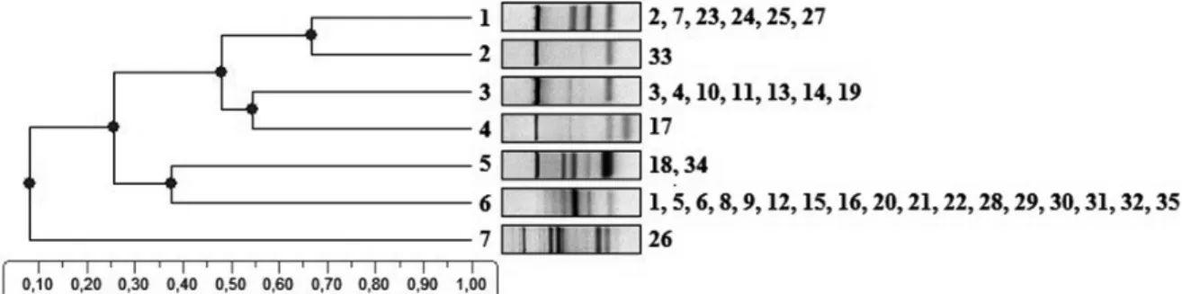 Fig. 1. Repetitive extragenic palindronic (REP)-PCR profiles of 37  Klebsiella pneumoniae isolates