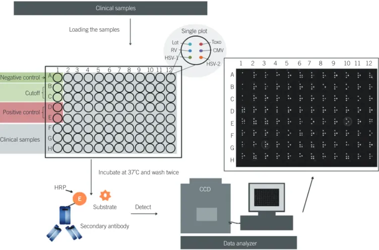 Fig. 1. The schematic map of Array-ELISA.