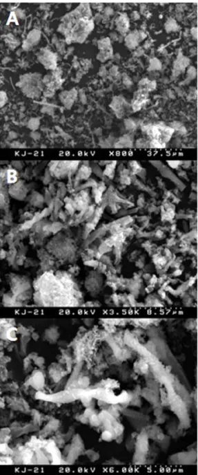 Fig. 7. SEM images of Gallionella and iron hydroxides (sample KJ-21). 