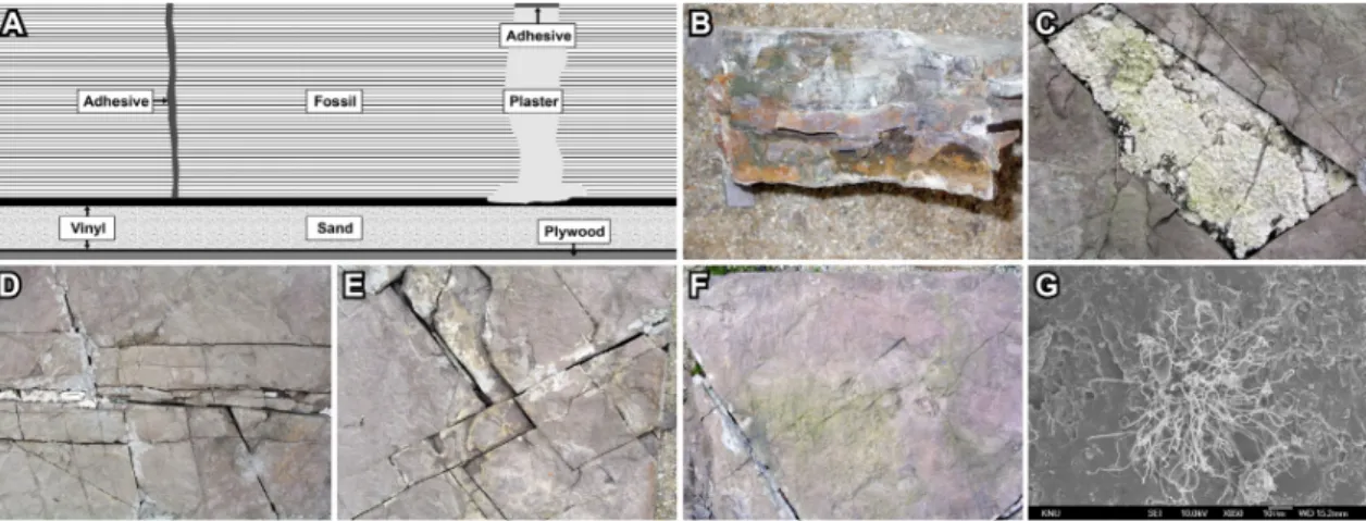 Fig. 6. Deterioration status of the Daechiri dinosaur trackways in Haman. (A) Schematic drawing of the damaged trackways