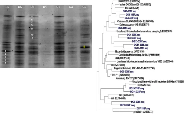 Fig. 7. DGGE patterns (left) and phylogenetic tree (right) from AMD at Jeonju Il mine (Sample names; E0, D5,  D3, D1, C5, C4, C2).