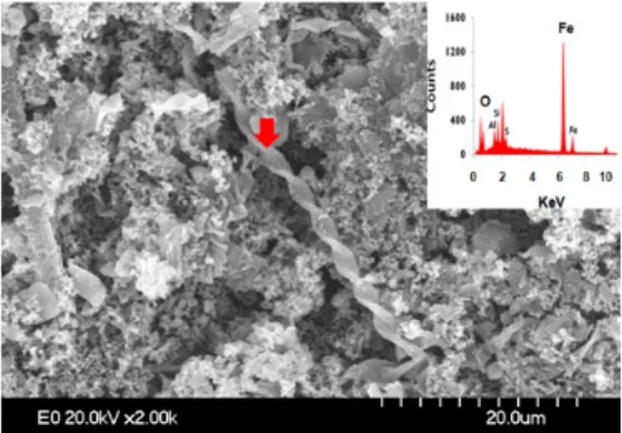 Fig. 8. SEM and EDX analysis of twist stalk Gallionella sp. and AMD precipitates.