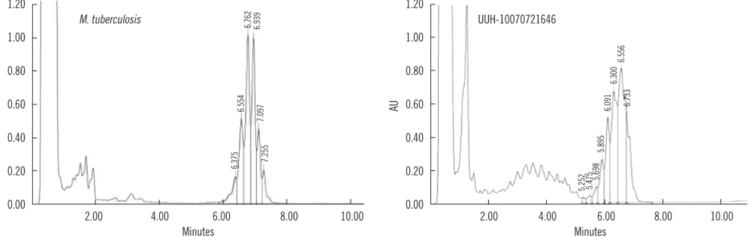 Fig. 1. HPLC pattern of strain UUH-10070721646 (right) compared with that of Mycobacterium tuberculosis (left); the HPLC pattern of  UUH-10070721646 is characterized by a single, late cluster of peaks.