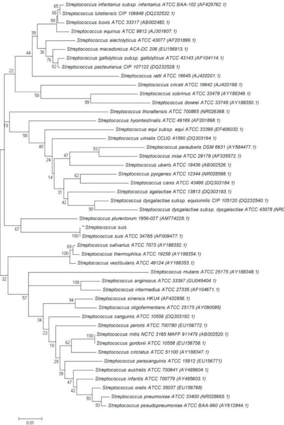 Fig. 4. Molecular phylogenetic tree constructed by neighbor-joining method using the 16s rRNA (A) and tuf gene (B) sequences of our S
