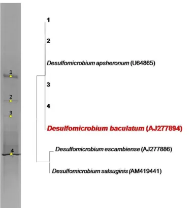 Fig. 1. Phylogenetic tree and DGGE bands based on 16S rRNA gene analysis of the isolated bacteria from the  KURT groundwater.