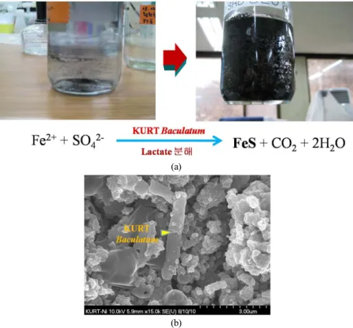 Fig. 2. (a) Sulfate reduction and mackinawite (FeS) generation by D. baculatum. (b) A SEM image of a D