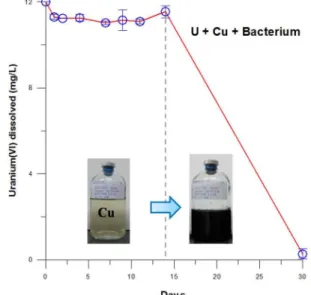 Fig. 6. Decline of concentrations of trace metals  during microbial respiration.