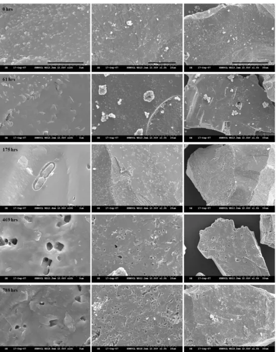 Fig. 6. Pyrite surfaces from the inoculated reaction batch observed with SEM. From left to right, the black bars at the bottom right are 5, 20, and 50 µm, respectively