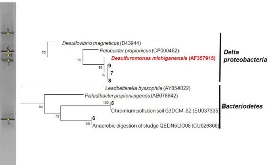 Fig. 1. Phylogenetic tree and DGGE bands based on 16S rRNA gene analysis of the isolated bacteria from the KURT groundwater