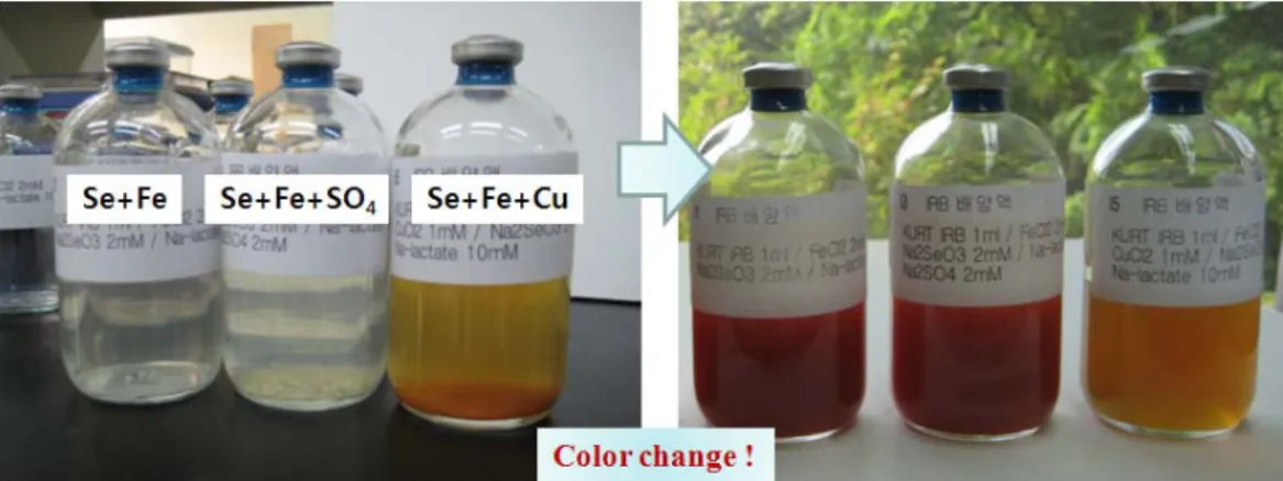 Fig. 2. Color changes of serum bottles due to a microbial activity. Little color change was observed for a serum bottle with Cu.
