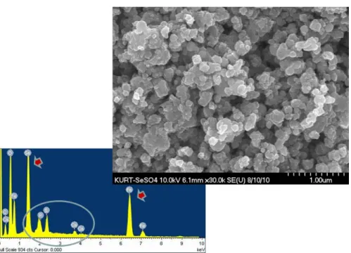 Fig. 6. A SEM image of iron selenide that was precipitated from the microbial medium (Fe + Se + D