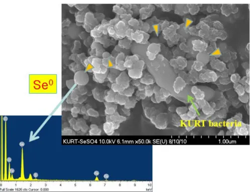Fig. 7. A SEM image of a D. michiganensis cell coprecipitated with iron selenide and elemental Se particles.