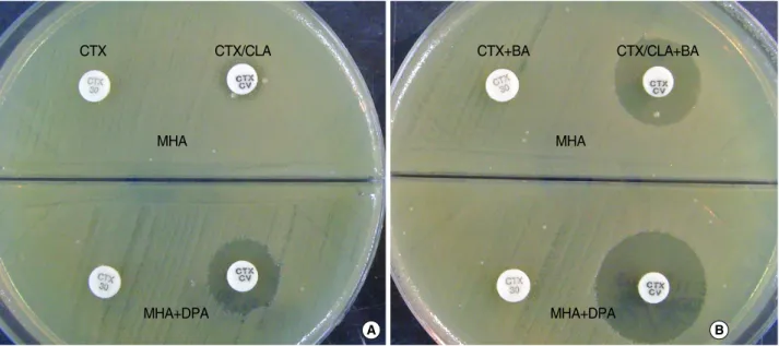 Table 2. Stability of dipicolinic acid activity in DPA 300-Mueller Hinton agar biplate during 12 weeks
