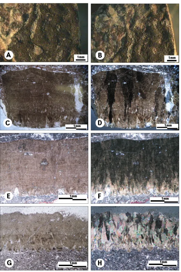 Fig. 5. Microscopic features of giant theropod dinosaur eggs. A, B: outer surface of shell, C-H:  thin section view, C,  E, G: open nicol, D, F, H: cross nicol