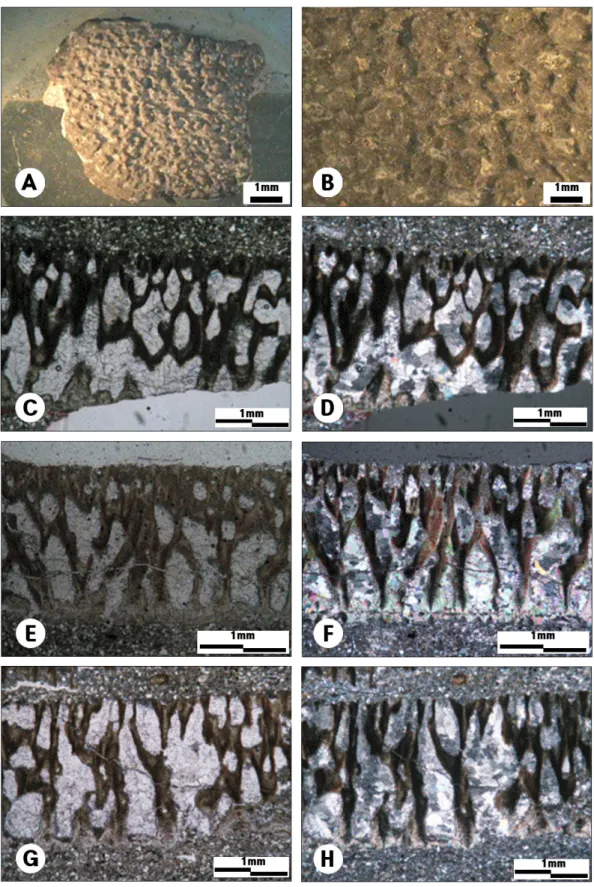 Fig. 6. Microscopic features of sauropod dinosaur eggs. A, B: outer surface of shell, C-H: thin section view, C