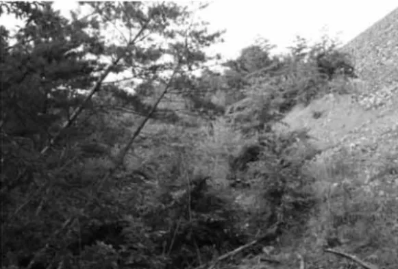 Fig. 19. Completion of cutting work at the lower part of the slope.