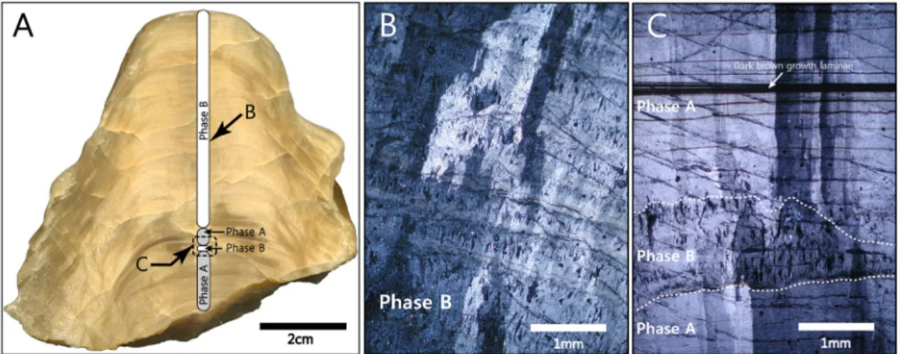 Fig. 3. Vertical section of the stalagmite in this study.