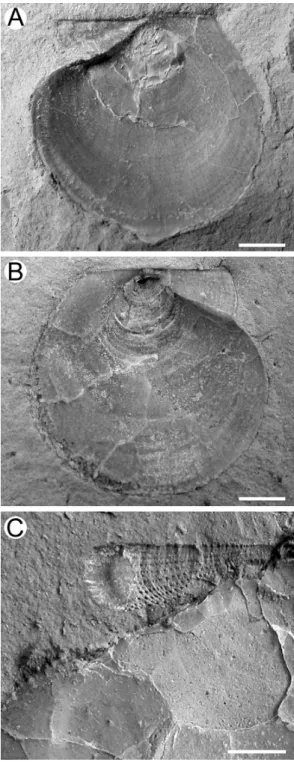 Fig. 4. Small scallop fossil, Delectopecten peckhami. 
